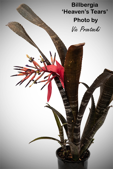 Billbergia vittata 'Domingos Martins'