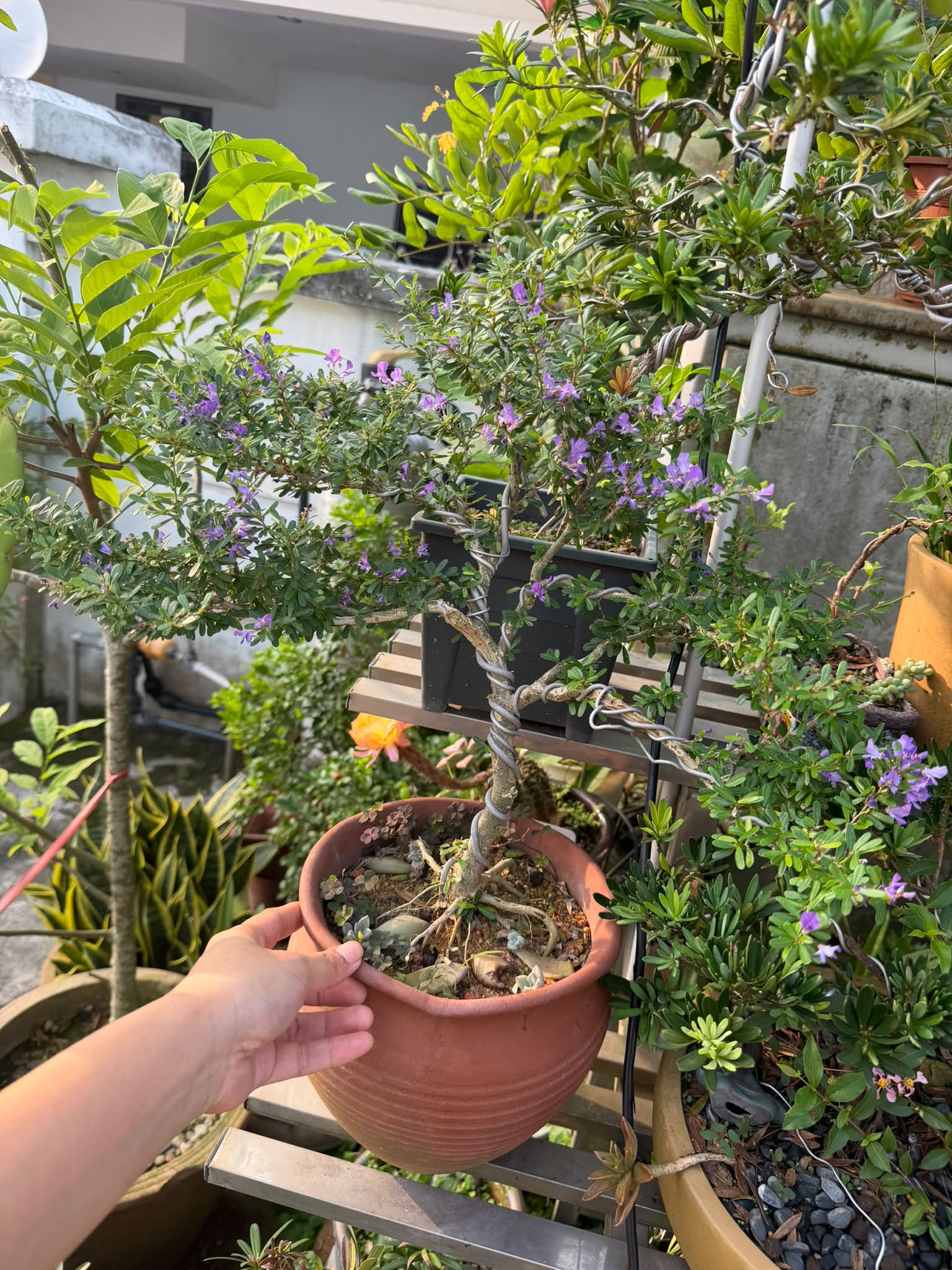 银杏盆栽Gingko bonsai 🍀 Rare in Malaysia Outdoor / indoor