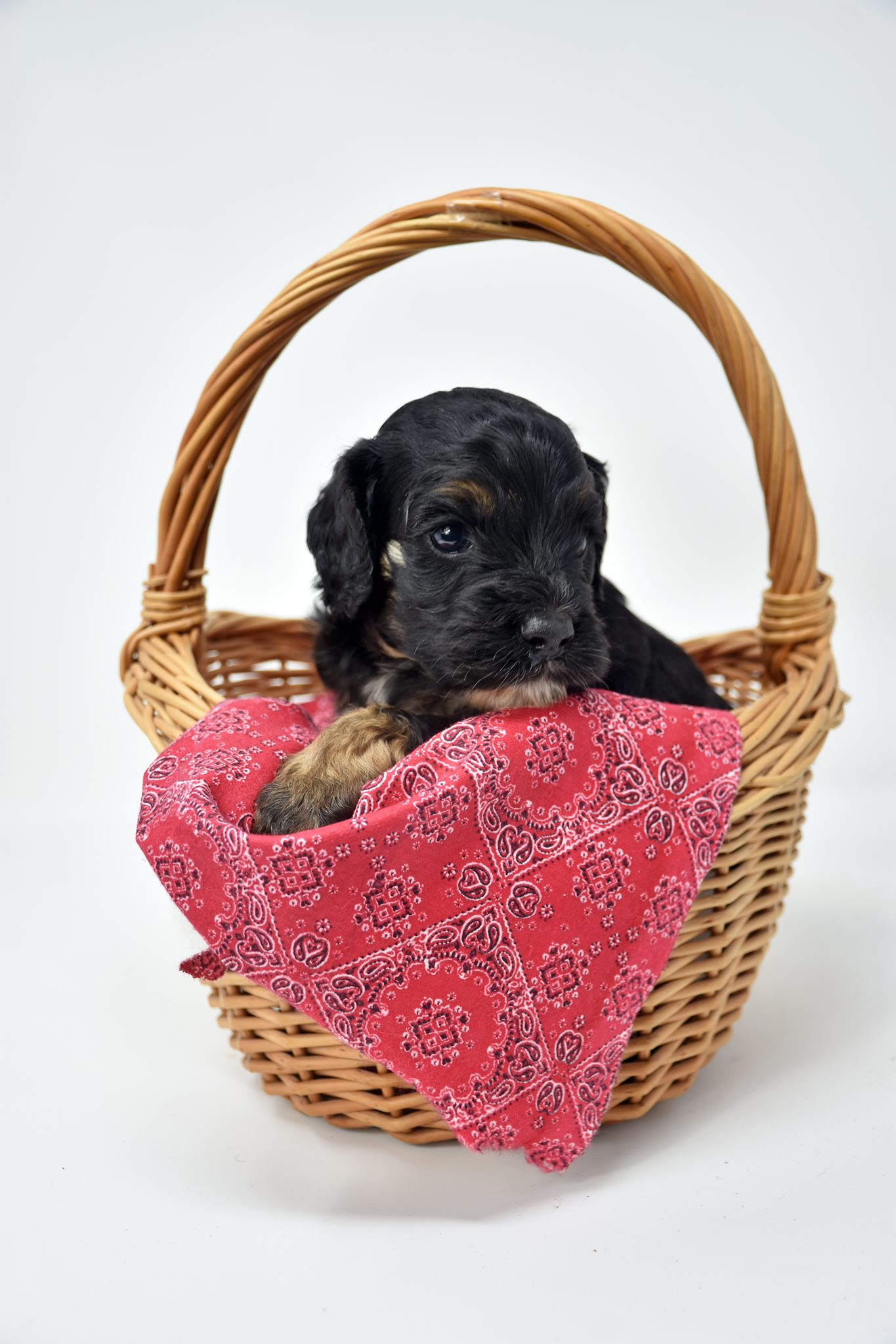 The cockapoo puppies are four... - Bluff Country Bernedoodles