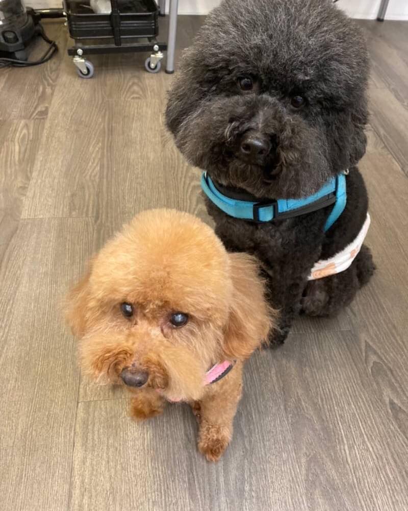 ️Teddy Dog 軍團 - 大家好～我們是大摳仔(黑的)& 球球(紅的)請大家多多指教🙏 團員：阿德 #貴賓... | Facebook