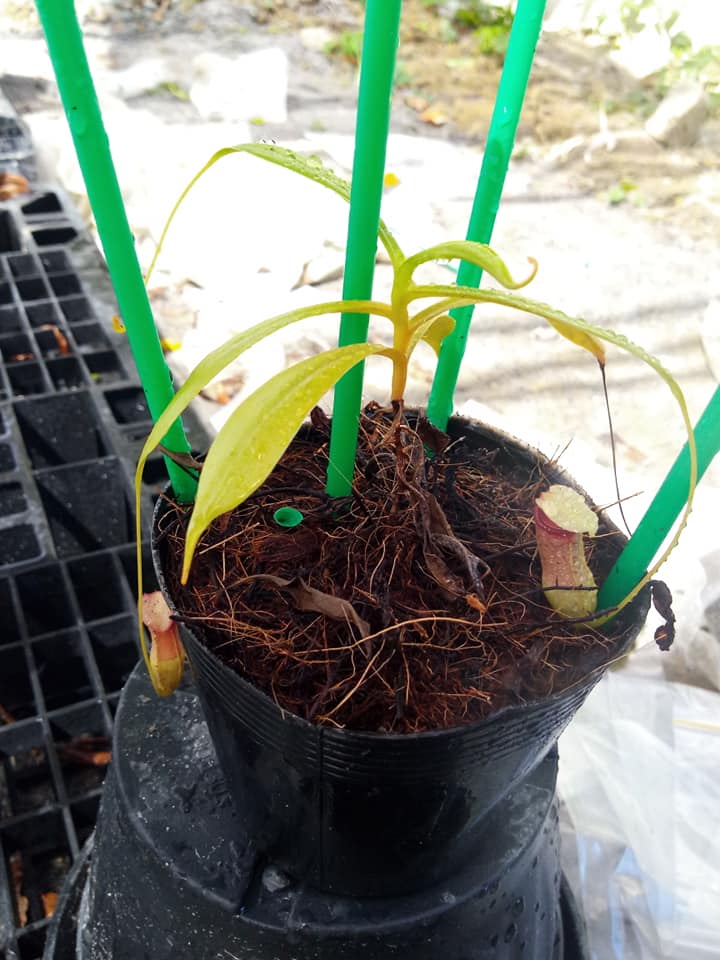 🌿 Dwarf Hillii Spore “Deep Green Dwarf” | PUP Release ✨ Overseas