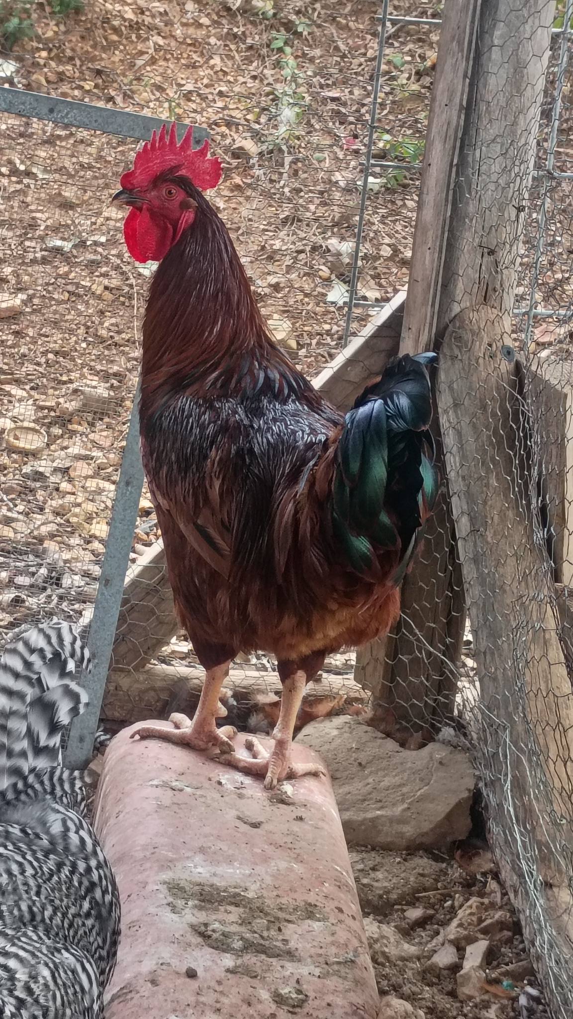 Free** Hey all, I have 3 healthy roosters looking for a new home