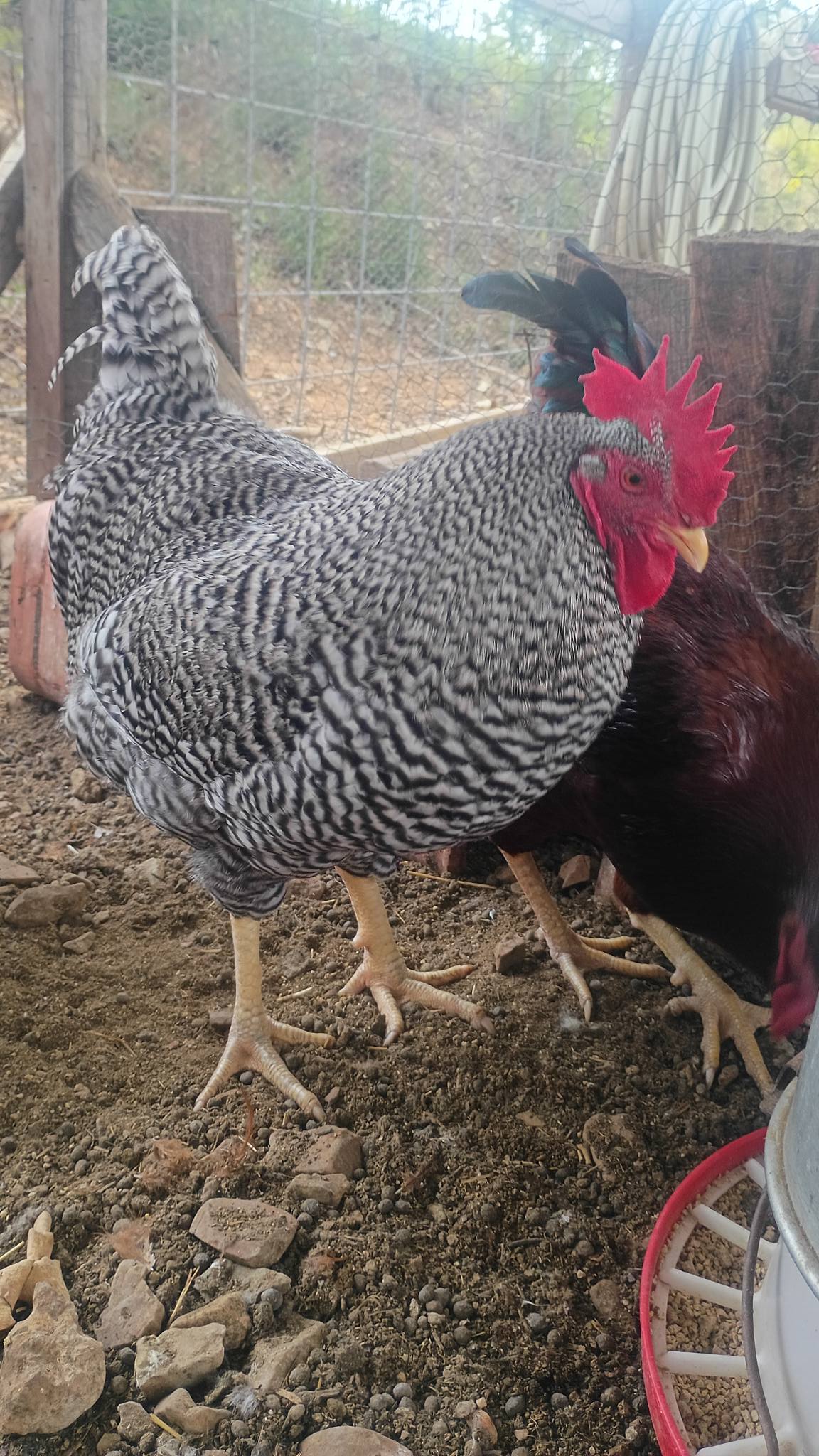 Free** Hey all, I have 3 healthy roosters looking for a new home