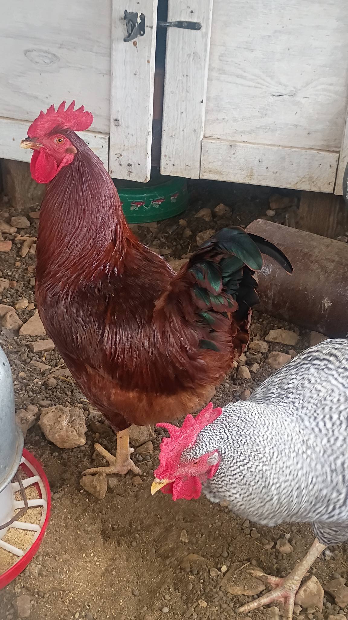 Free** Hey all, I have 3 healthy roosters looking for a new home