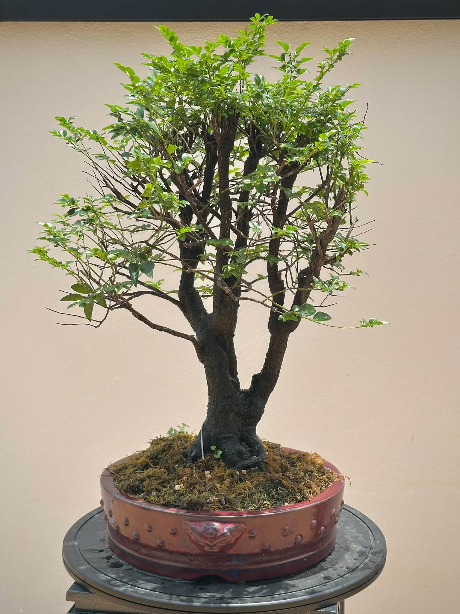 佐野大助#三津山#Daisuke #bonsaipots #日本盆鉢美術品