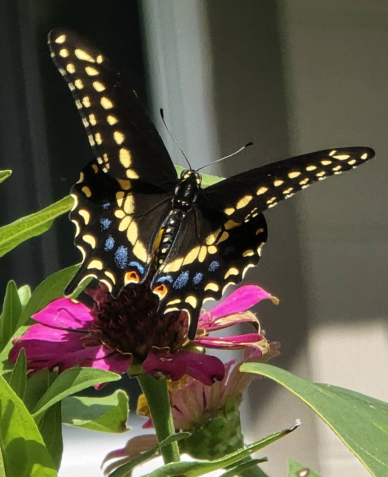 S. Lakeland 🦋❤️
