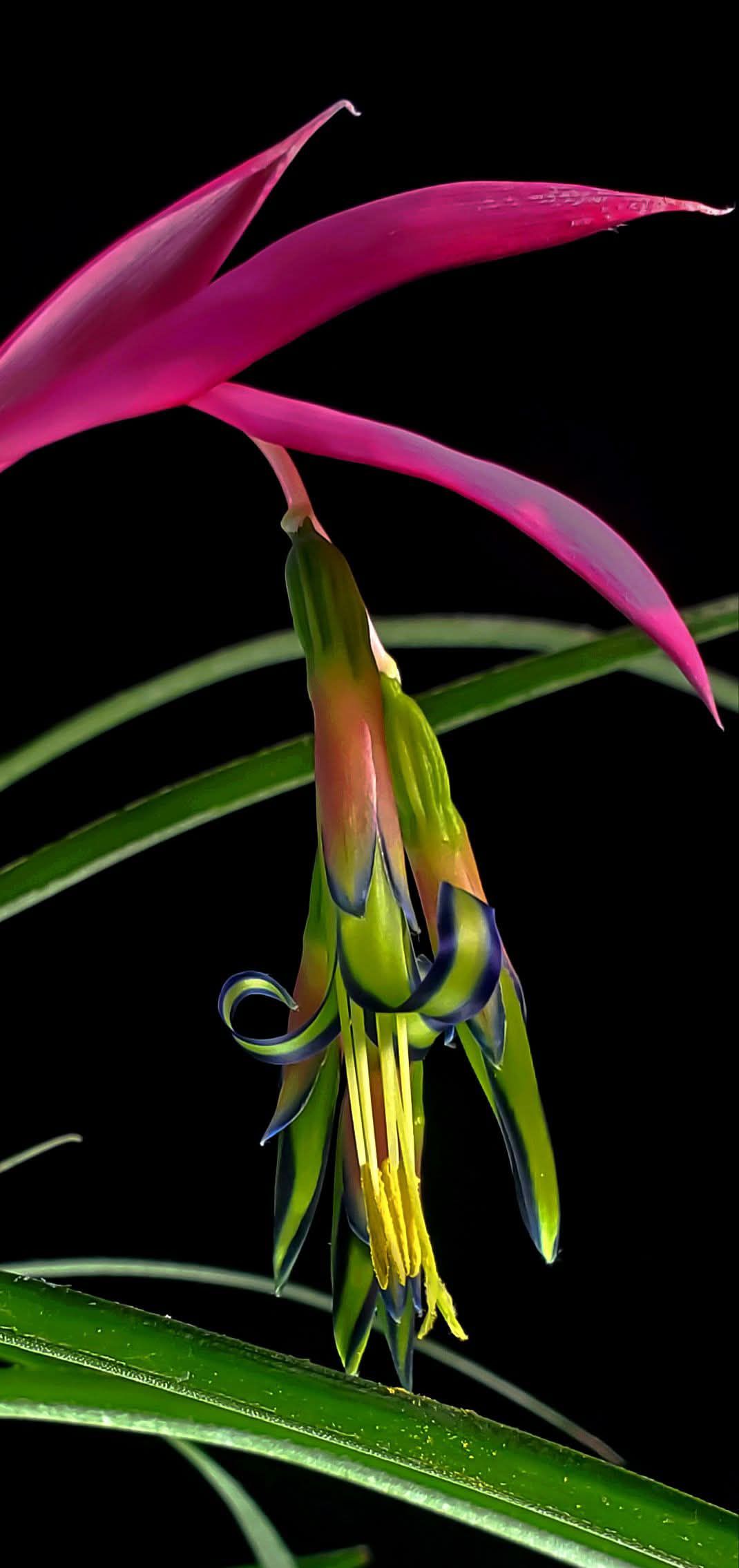 Billbergia >> Kolan Pink Queen #SongkhlaBromeliadFarm