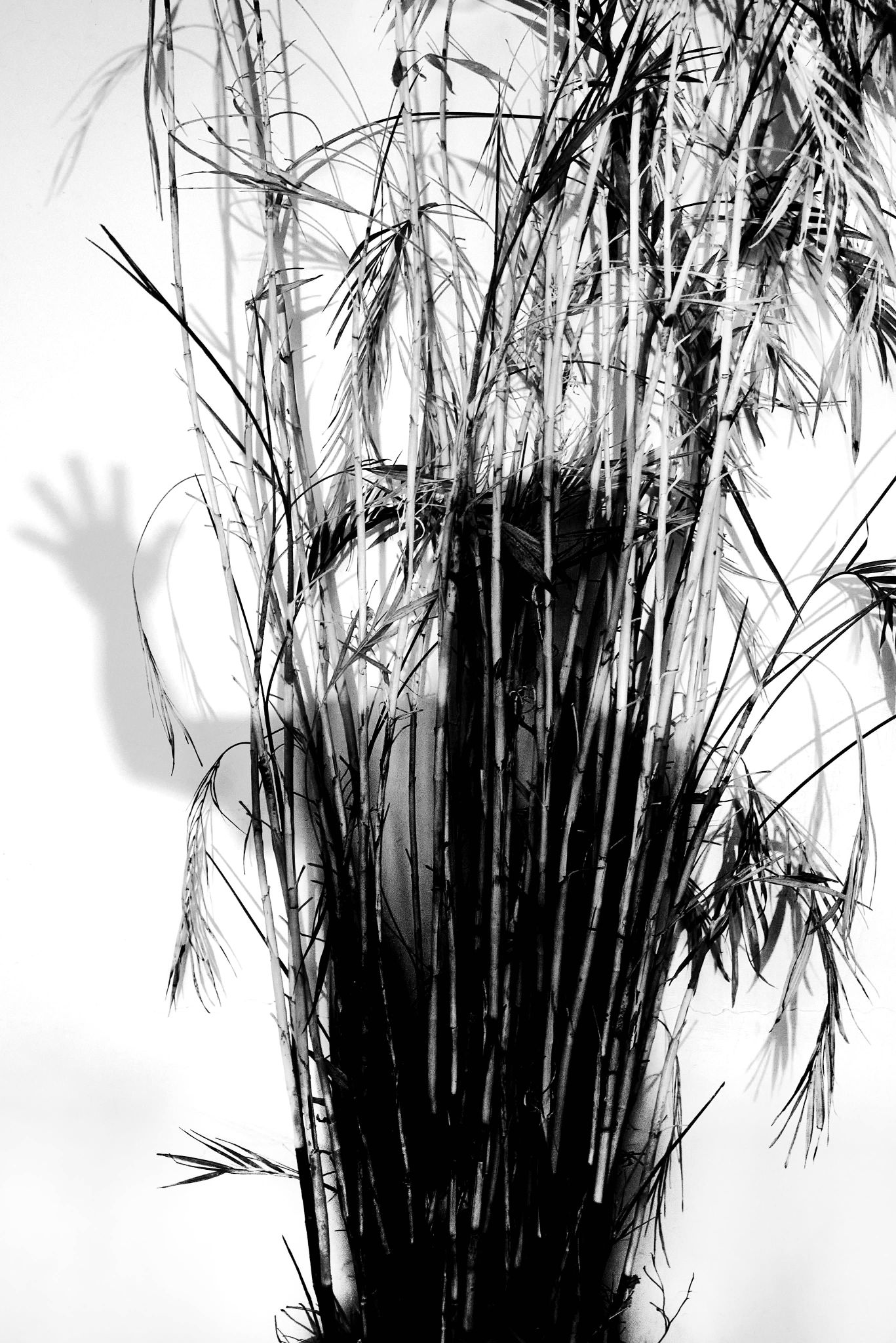森山大道Daido Moriyama