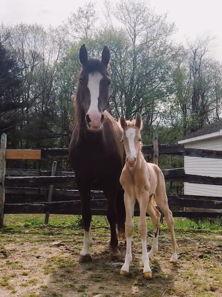 Lee's Riding Stable, Inc. | Litchfield CT