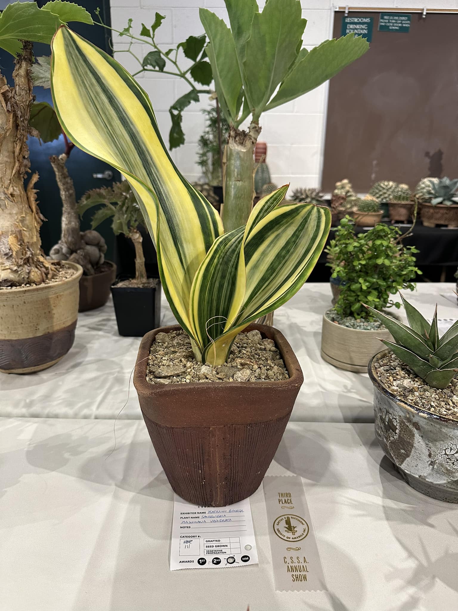 Hit or miss. Sansevieria johannesburg f. variegata producing a