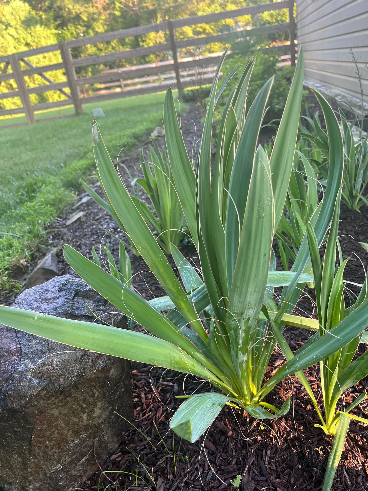 Is yucca correctly identified by my app?