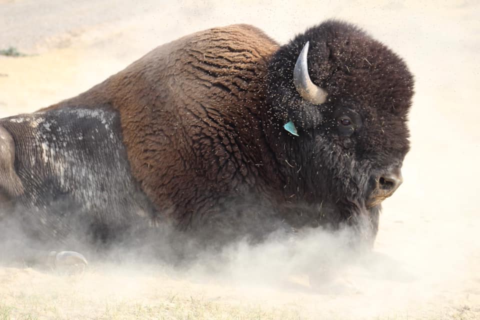 Eagle Ridge Bison Ranch | Douglas WY