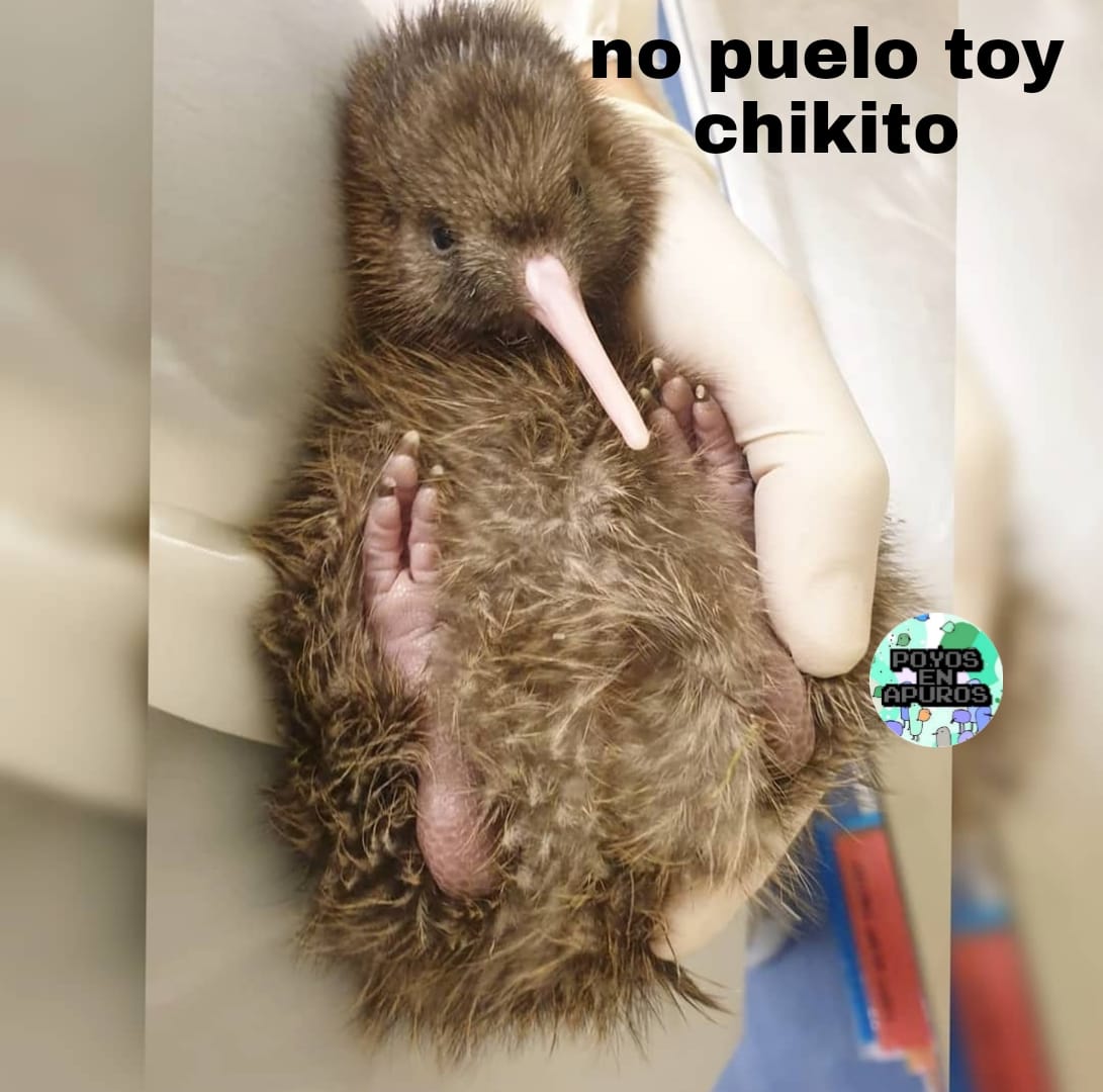 Poyos En Apuros Bebe Facebook