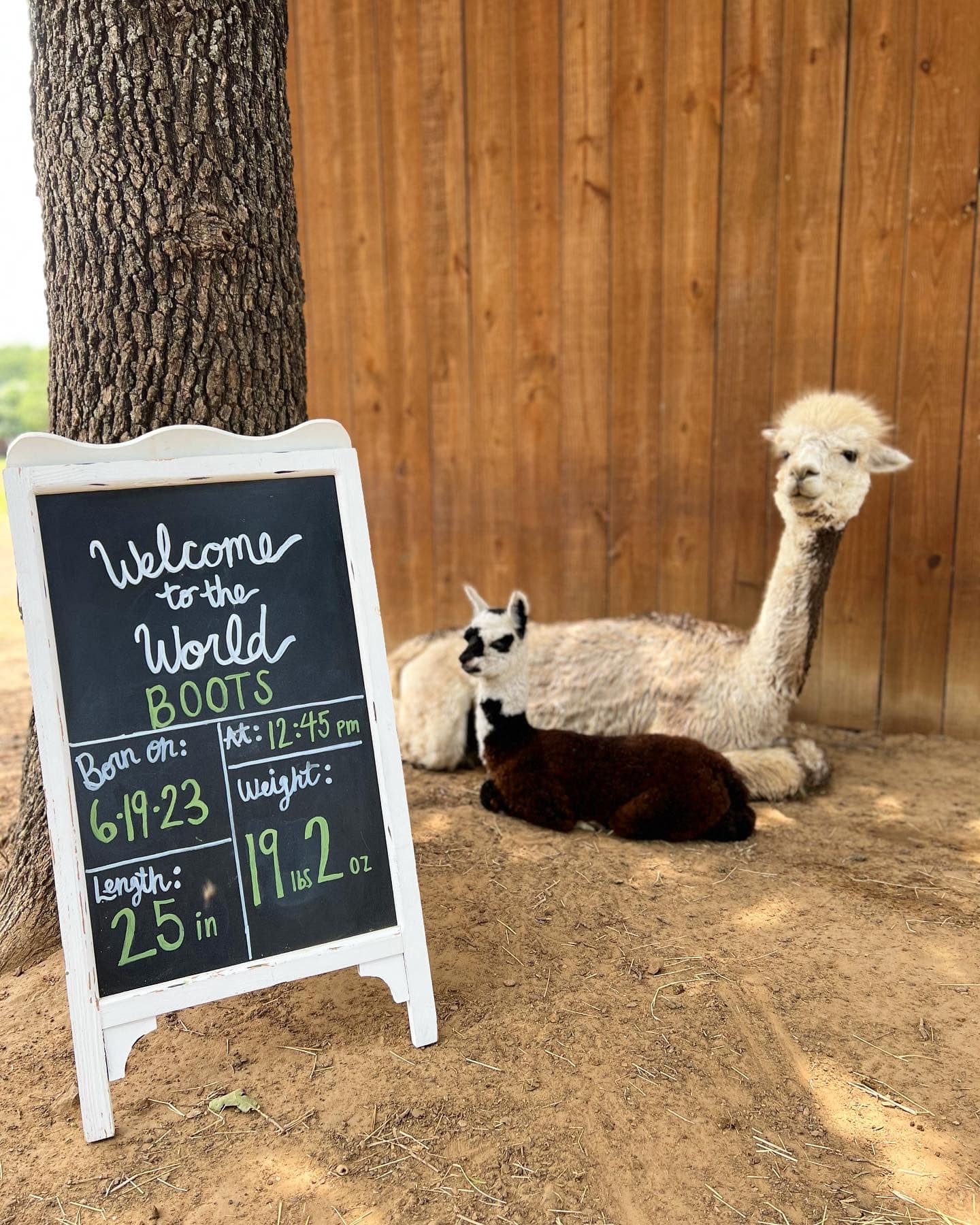 Welcome to the world, BOOTS 💚 On... - Roots Renewal Ranch