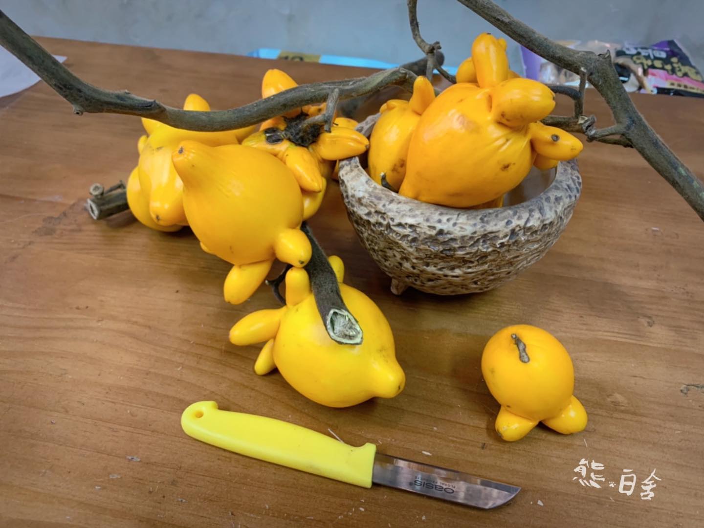 💛五代同堂果相信對好多花友嚟講都唔會陌生☝🏻但又有幾多人知道個果入面係... - 熊白舍 BEAR in WHITE HUT