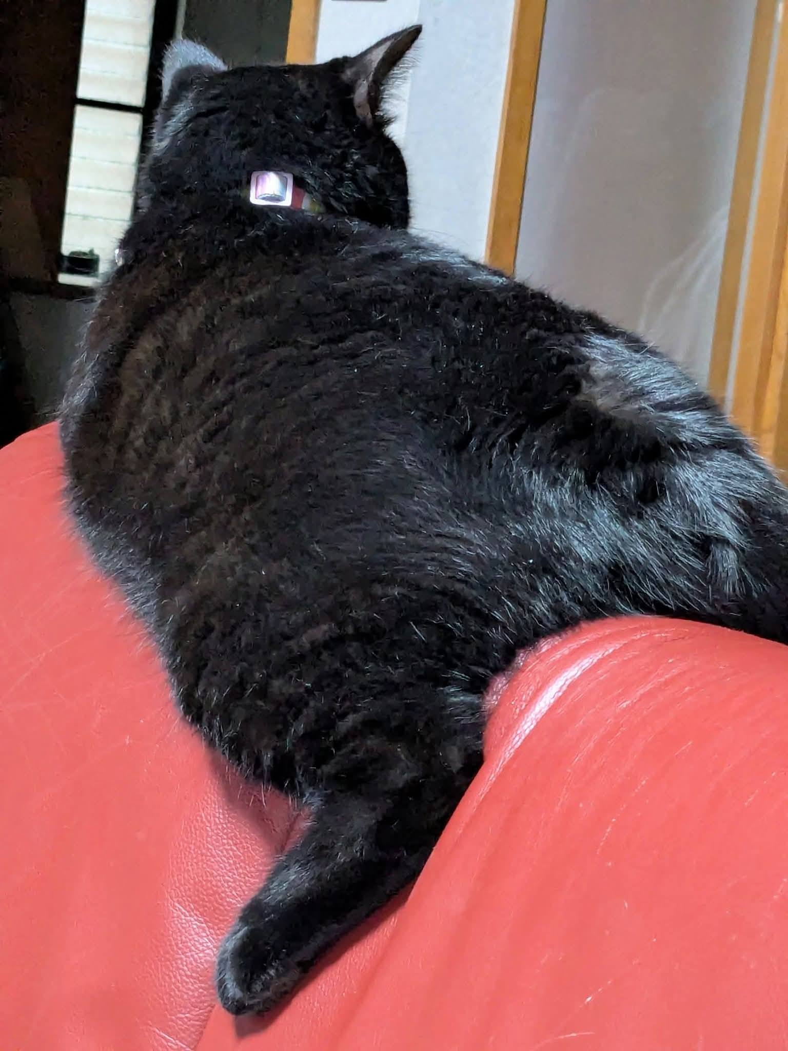 黒猫を編みました。