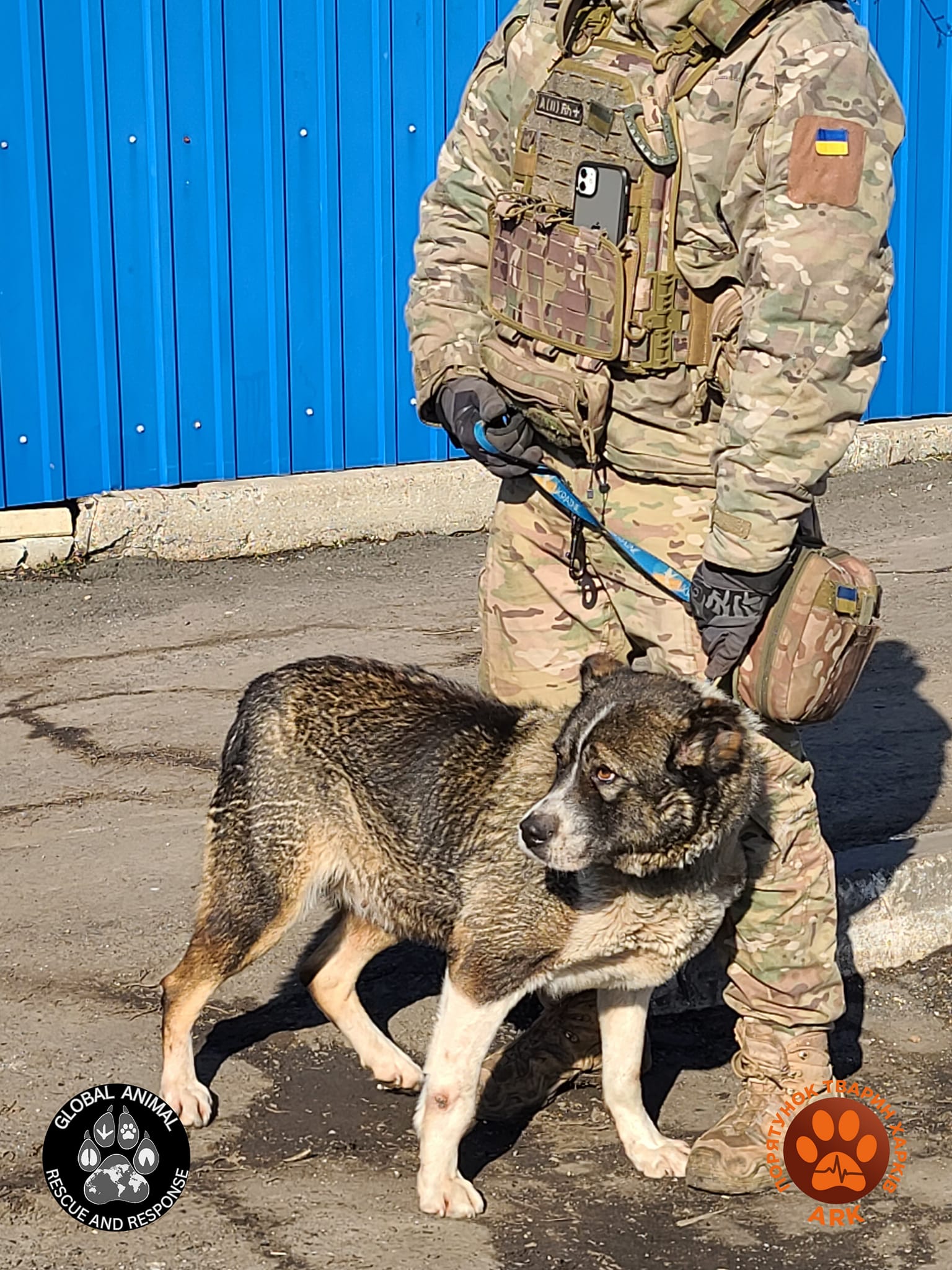 Donations Needed!... - Global Animal Rescue And Response | Facebook