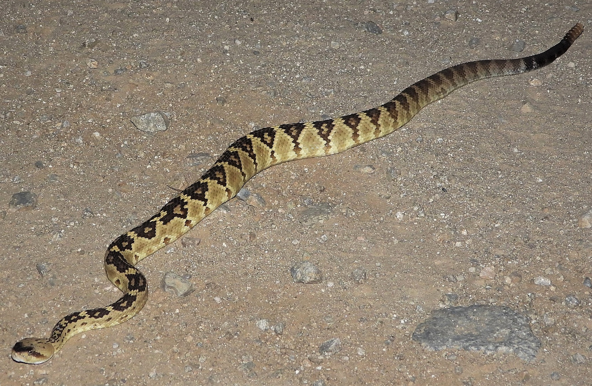 Black Tailed Rattlesnake. Box Canyon Area.