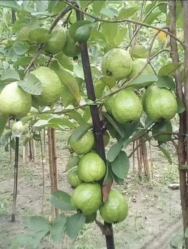 Ponmalar Nursery & Plants | Neyveli