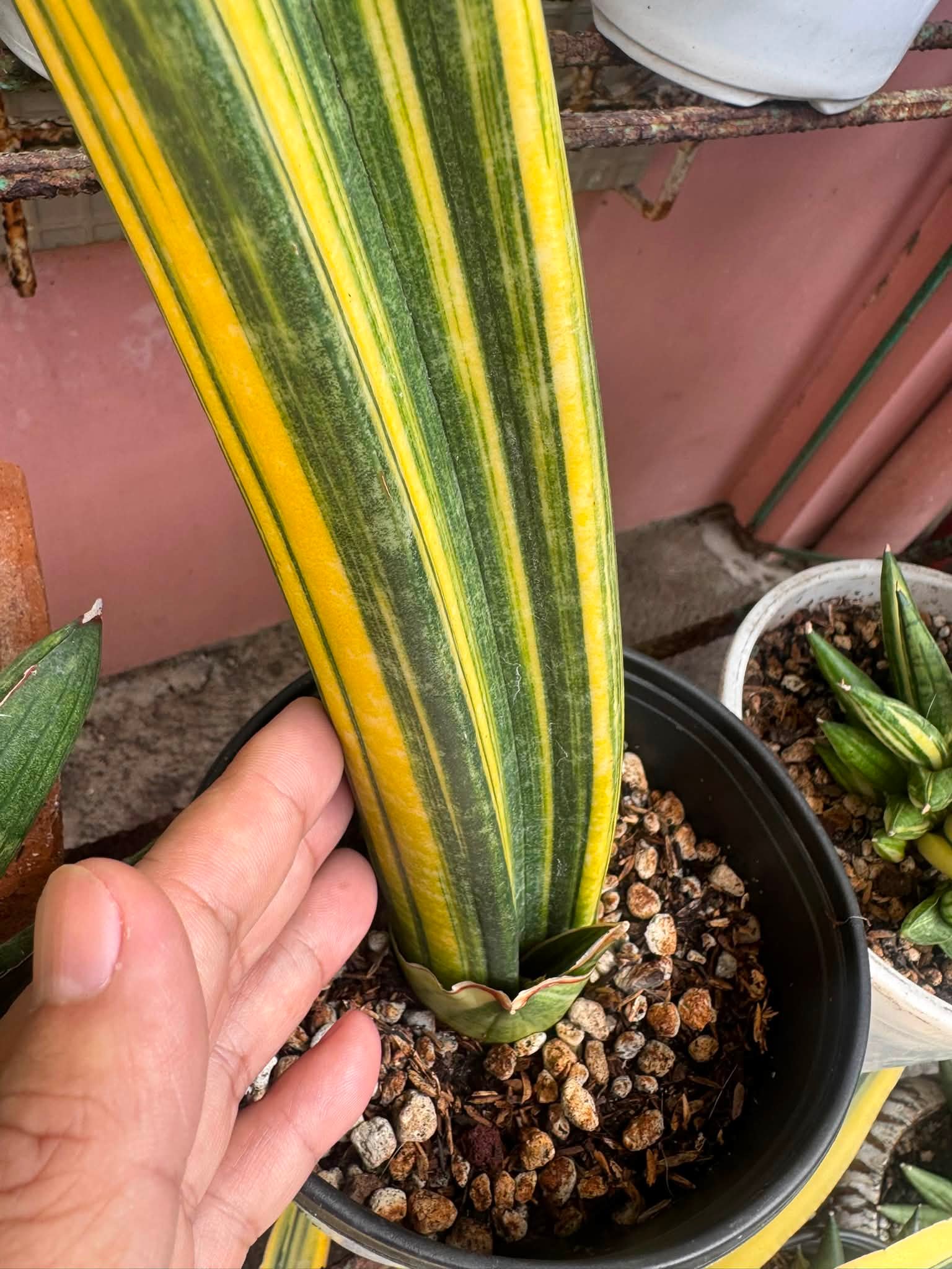 Sansevieria sinus simiorum R1734 variegated.
