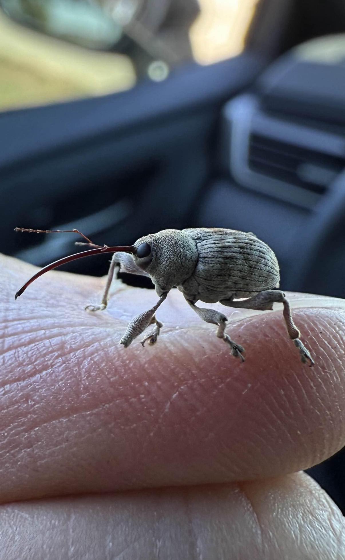 Have a weevil weekend ??