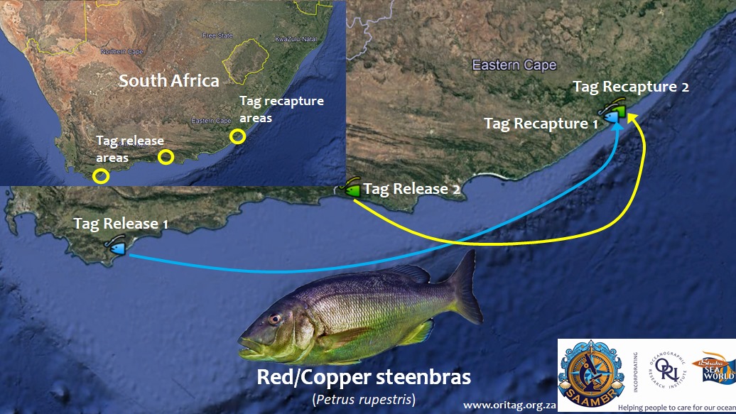 ORI TAG - Over the last couple of weeks we had some exciting red ...