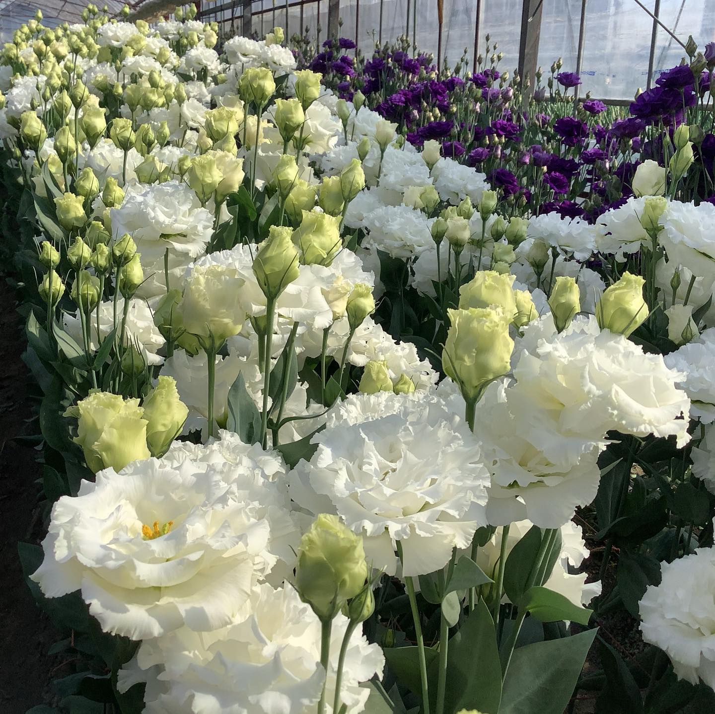 こんにちは！ JA富士市より 遠藤さんのトルコキキョウをご紹介します
