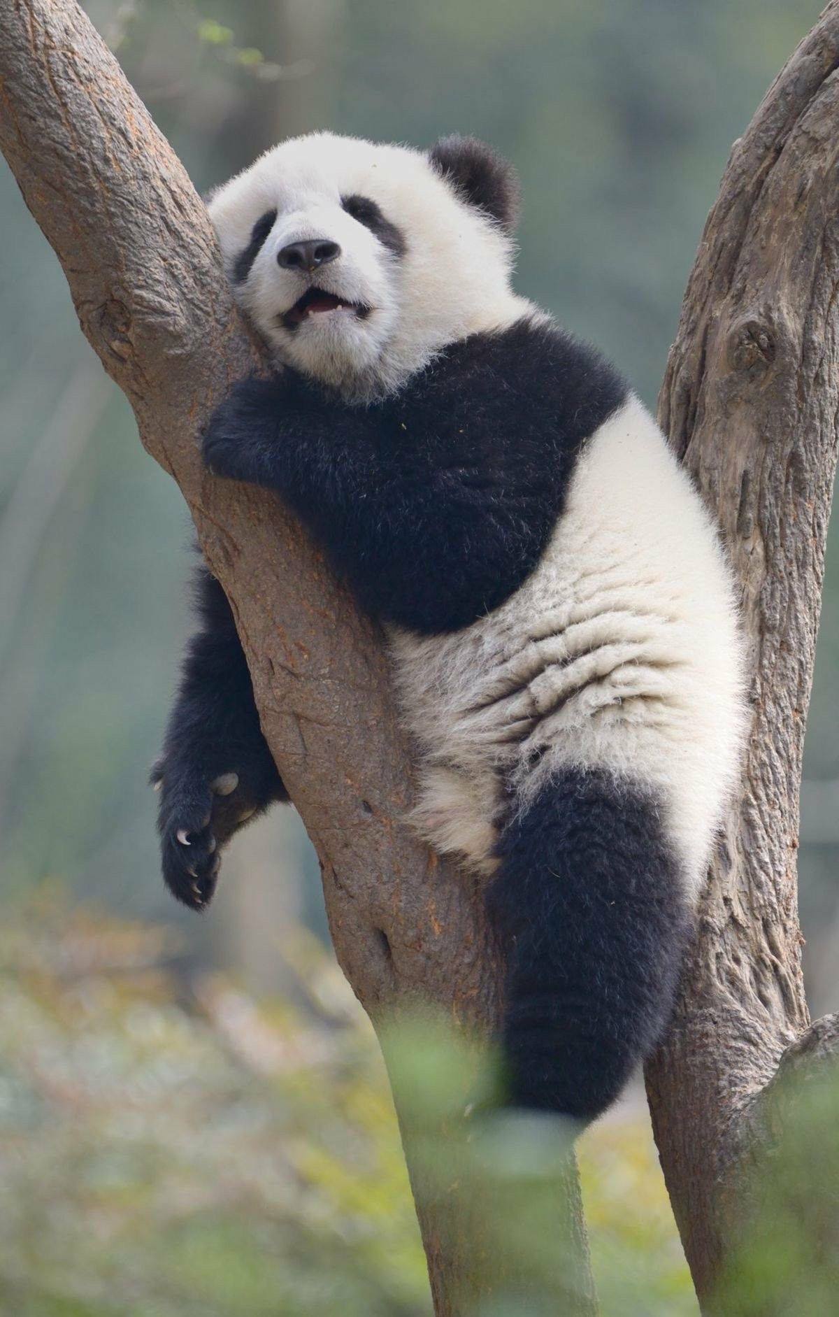 Secret Life of Pandas | Lincoln Park MI