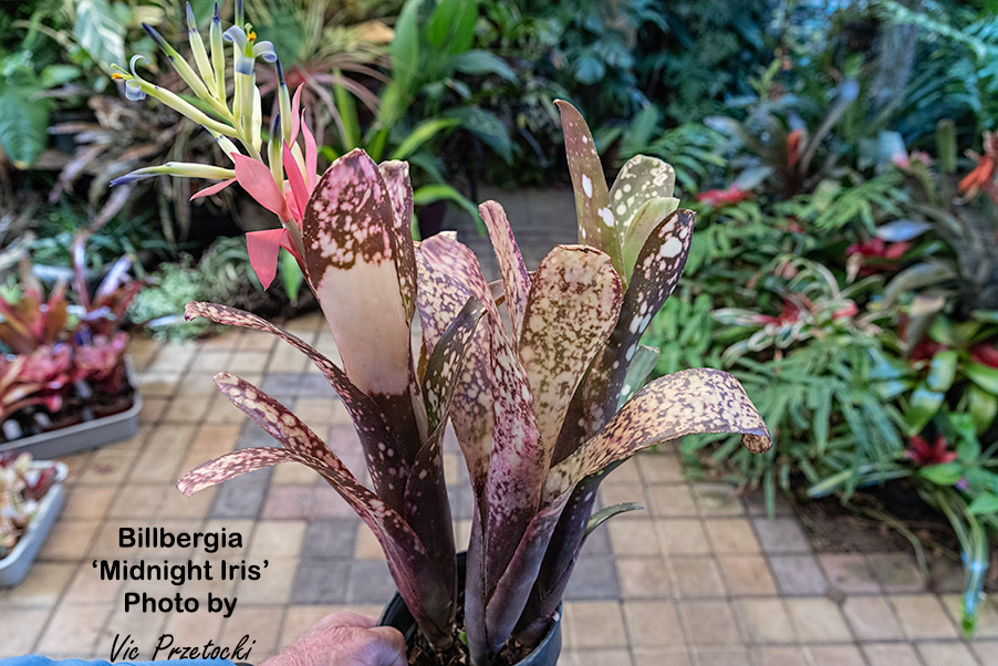 Billbergia 'Midnight Sun' bromeliad