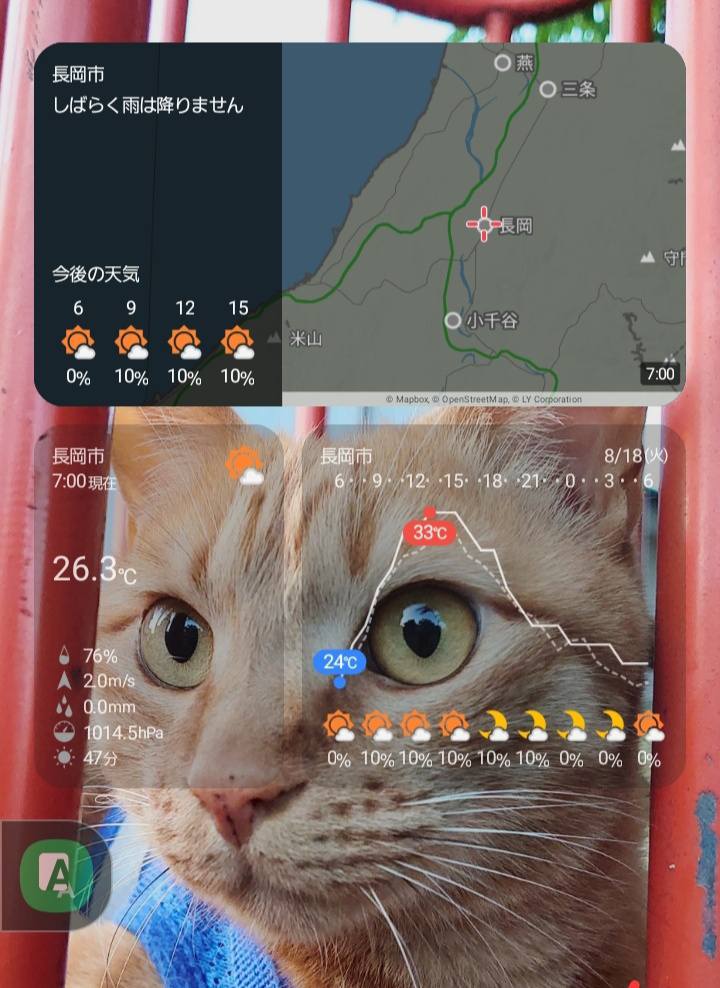 茶トラだよ！全員集合！