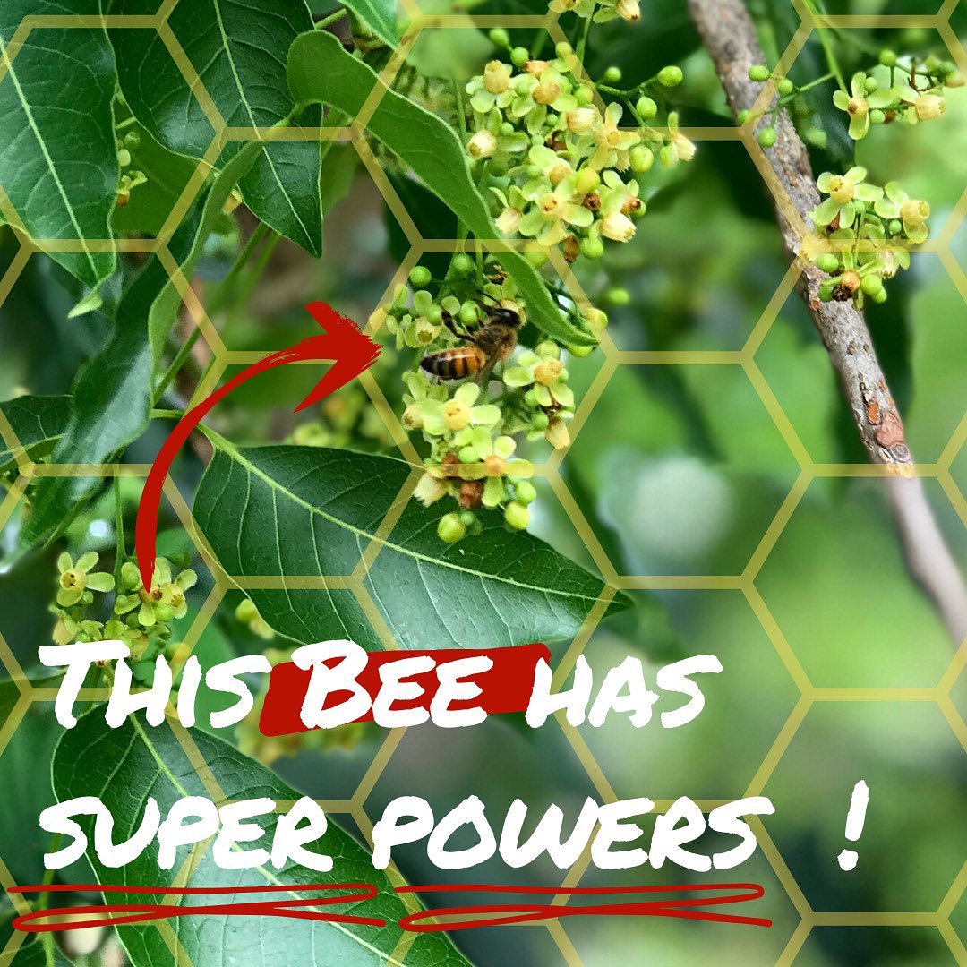 Happy World Bee Day! 🐝 Did you know that bees have super powers? . They ...
