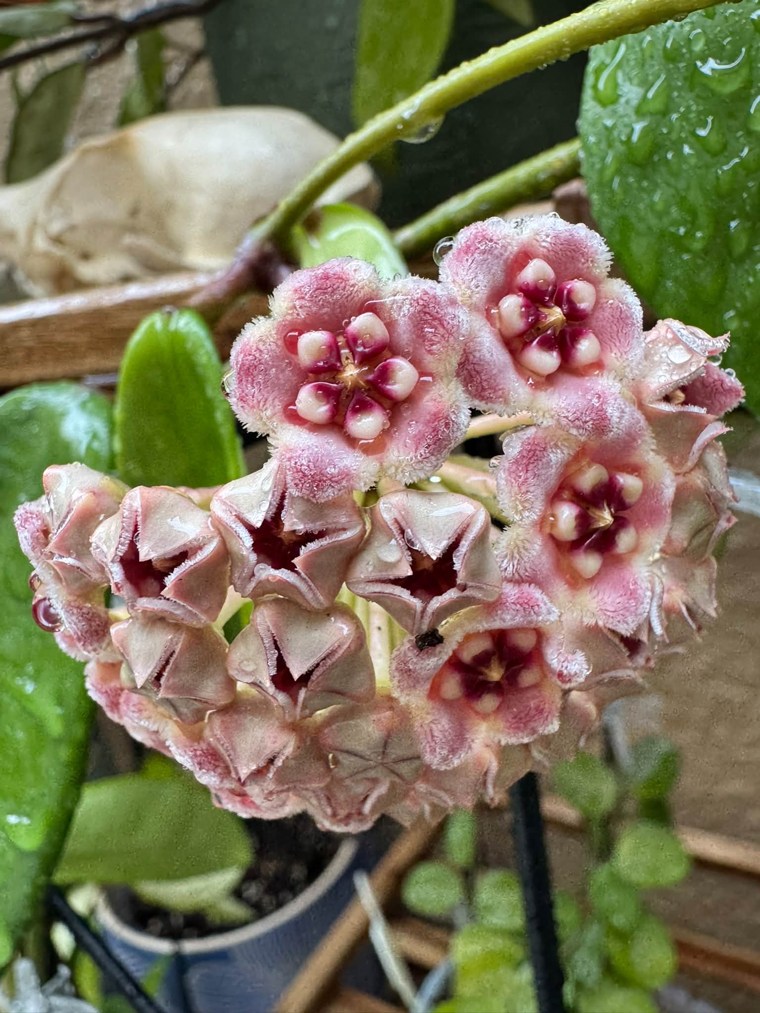 Hoya inflata
