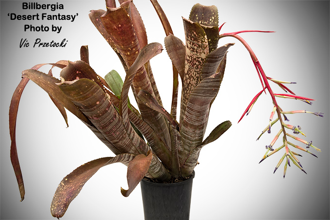 Billbergia 'Obi-Wan' bromeliad details