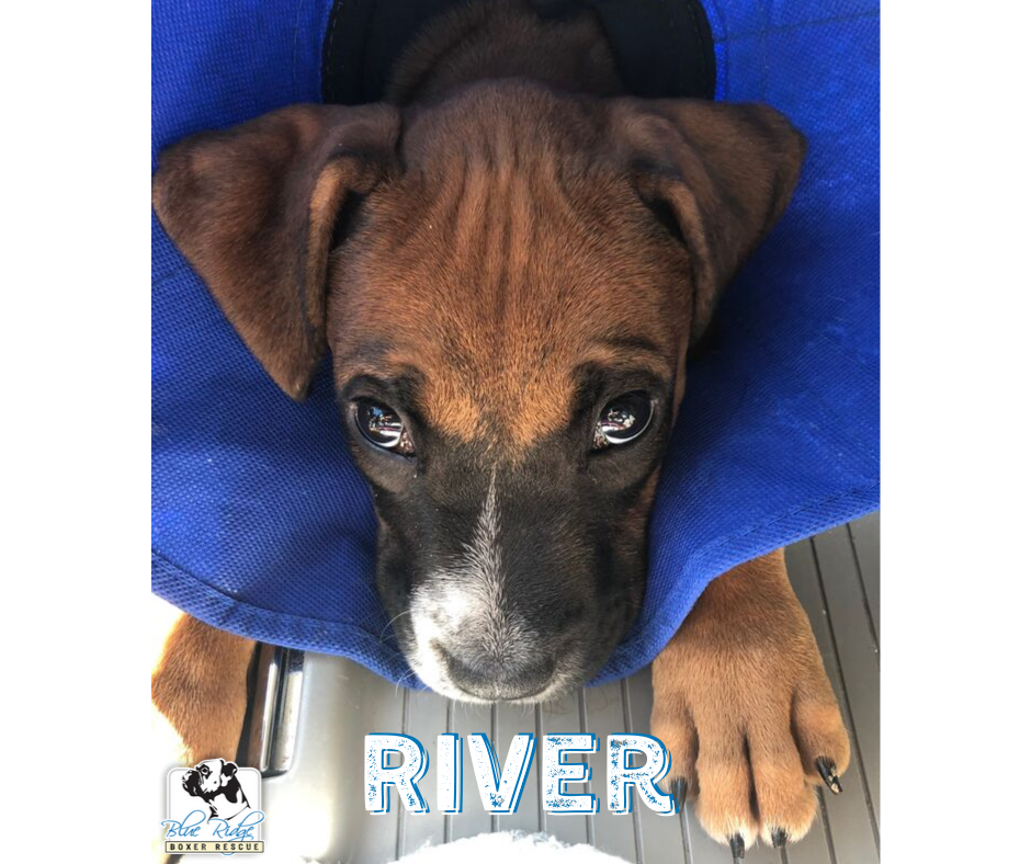 Monday mornings can be RUFF! So... - Blue Ridge Boxer Rescue | Facebook