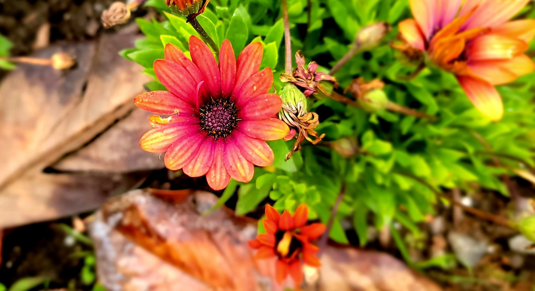 Exploring the ancient plant garden at Golden Gate Park
