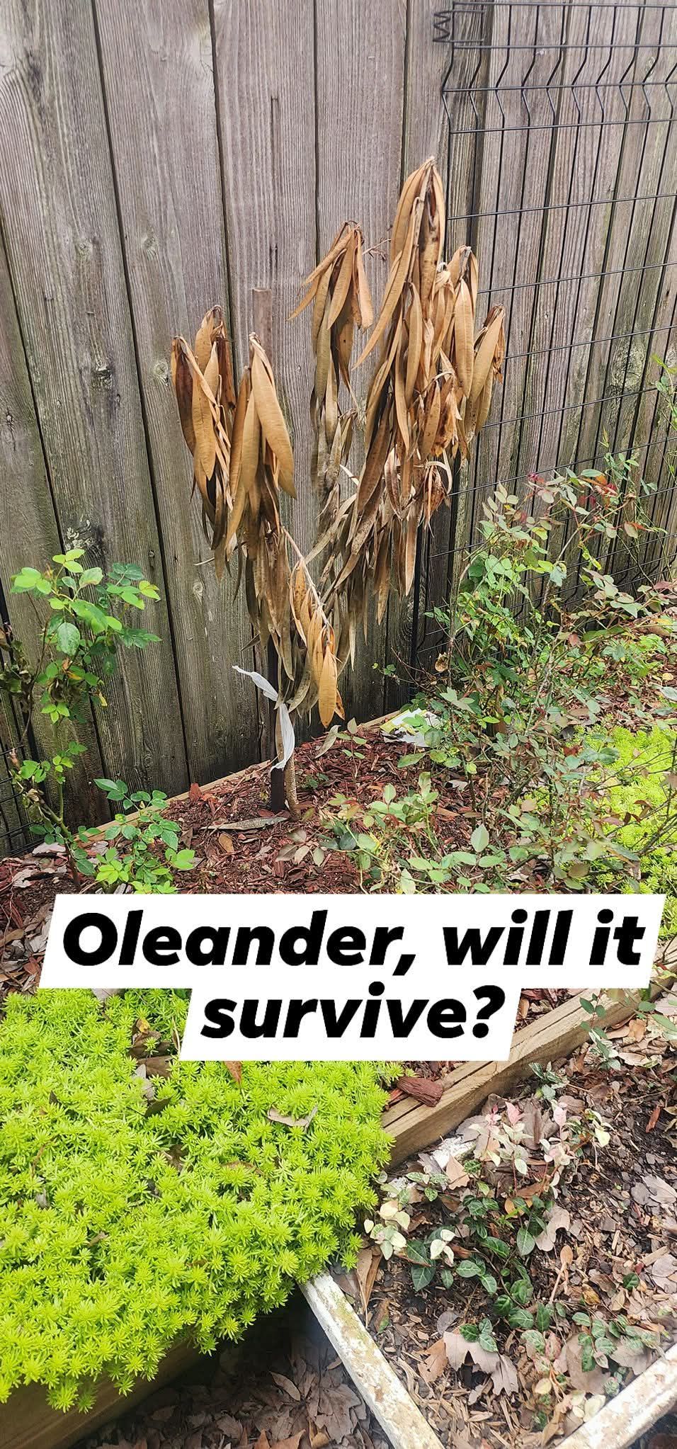 I'm thinking this Oleander has fallen victim to the crazy winter