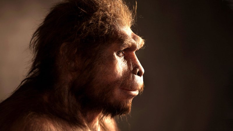 Just - The theory of Evolution Explained Homo sapiens, the newest ...