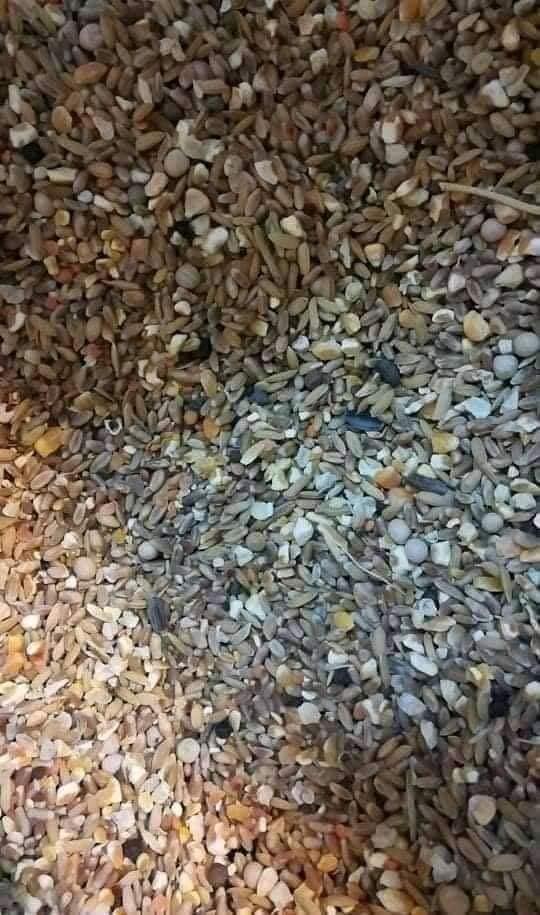 Bellal Poultry Fish & Birds Zone - বাজরিগার পাখির 5-7 দিনের খাবার দেবার ...