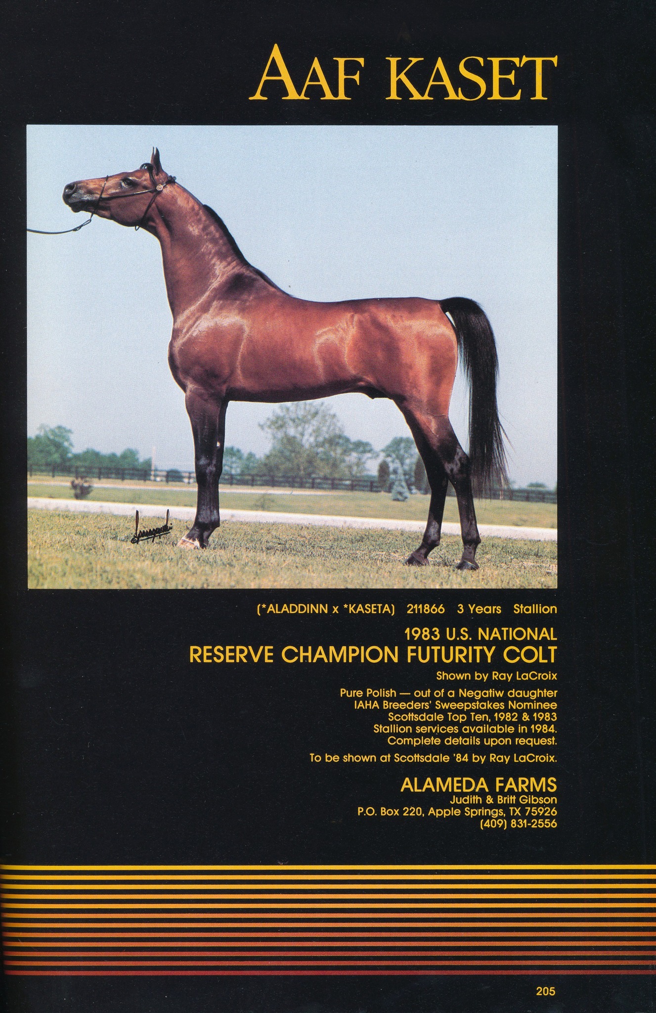 The Story of Aladdinn: From National Champion to International