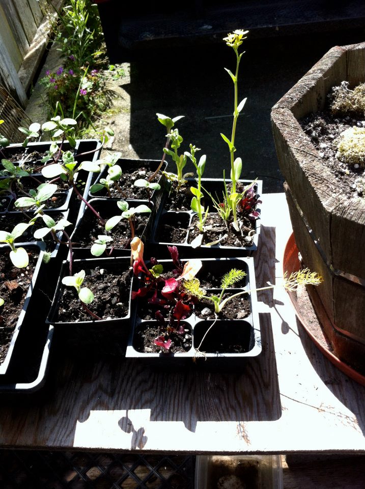 Plants-R-Us... - Plants-R-Us neighborhood nursery