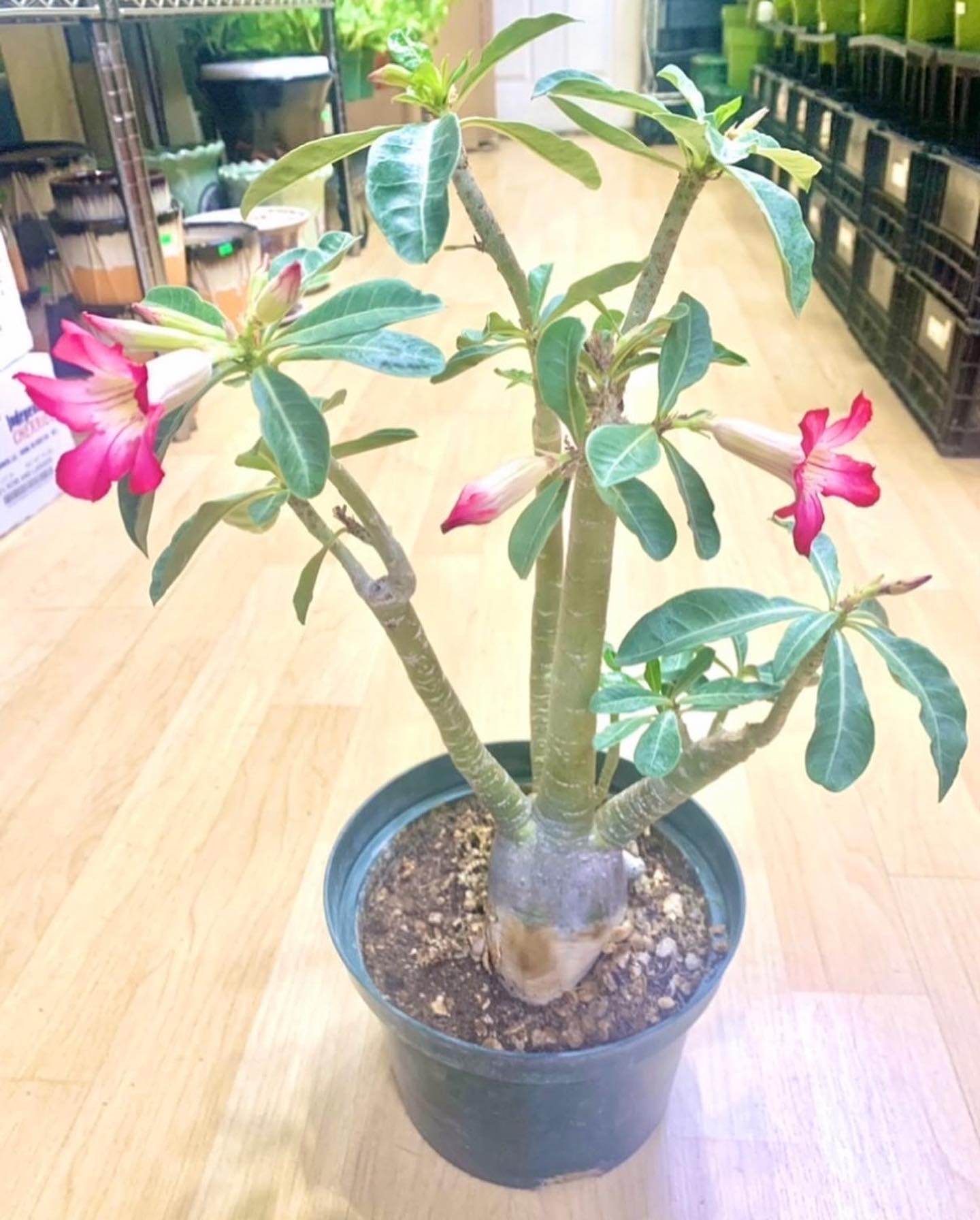 🌺 SOLD 🌺 Adenium Red Aka : Dessert... - Lotus Gift & More | Facebook