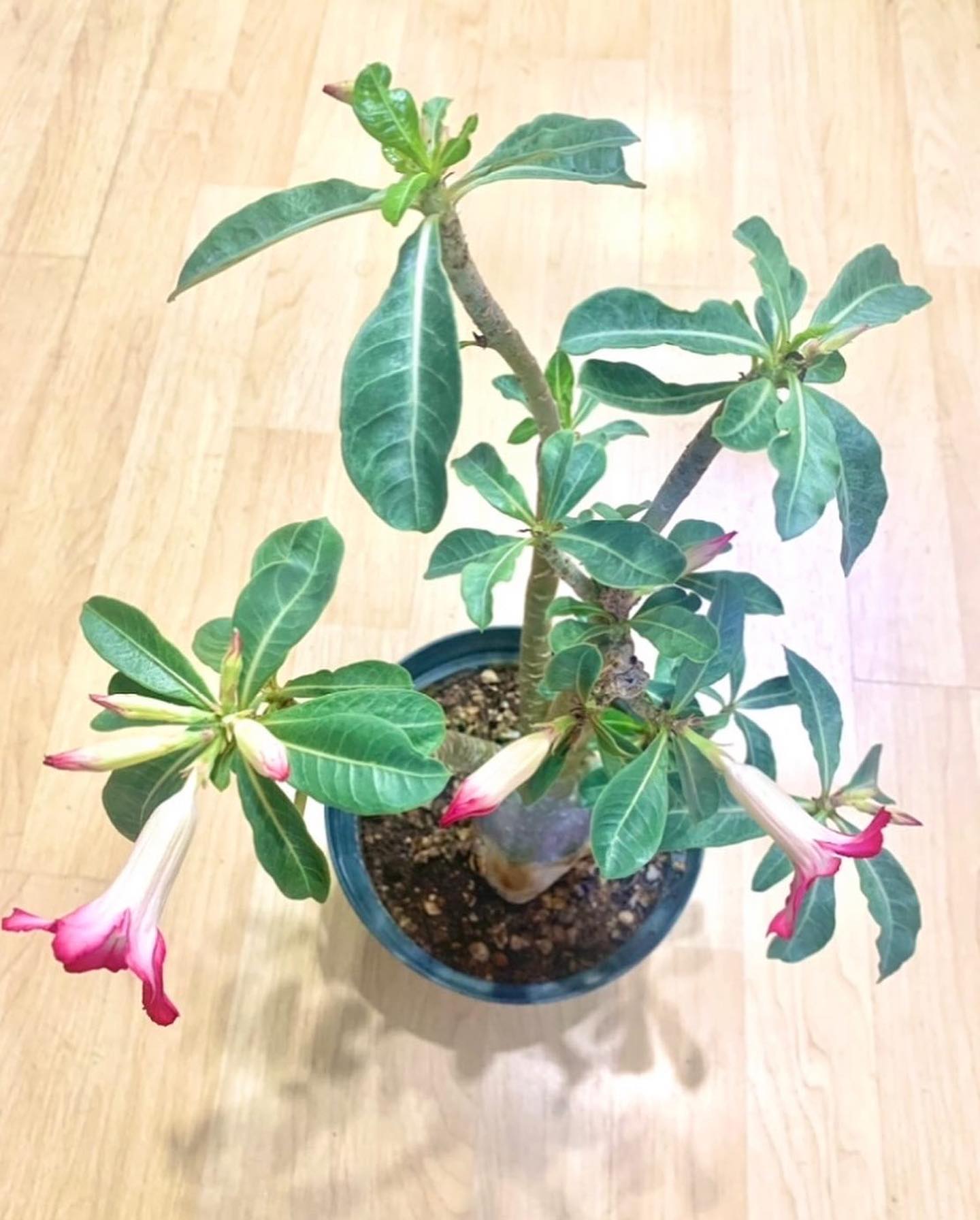 🌺 SOLD 🌺 Adenium Red Aka : Dessert... - Lotus Gift & More | Facebook