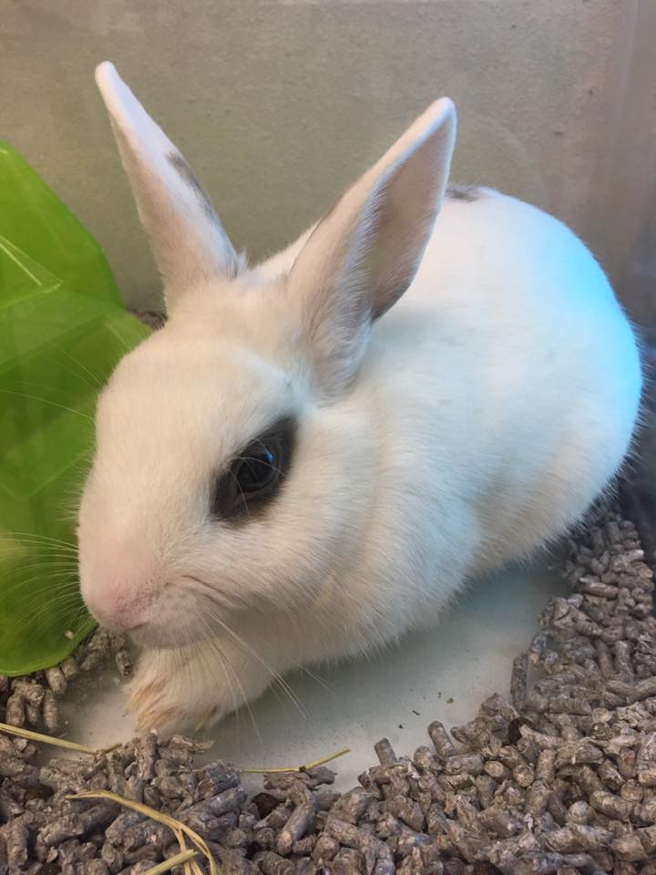 My dear bunny friends this little bun... - Rabbit Rescue Inc. | Facebook
