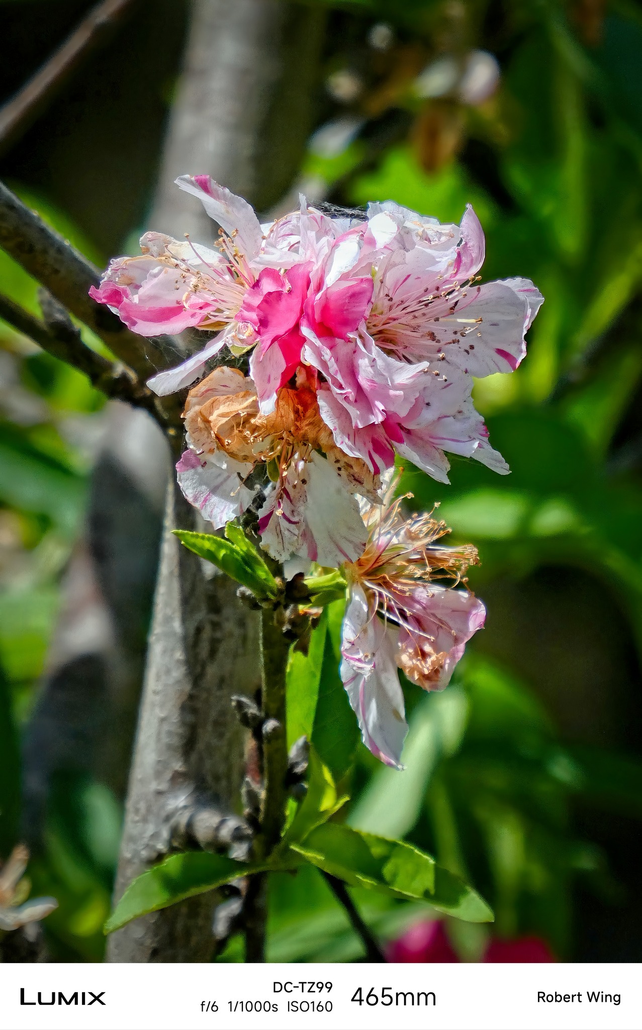 Cherry blossom photos taken with Panasonic Lumix TZ99 at different