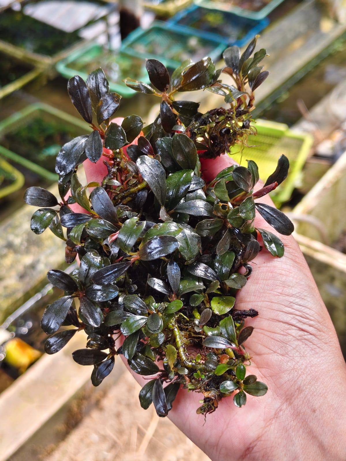 🌱🌿Bucephalandra variegated white🌿🌱
