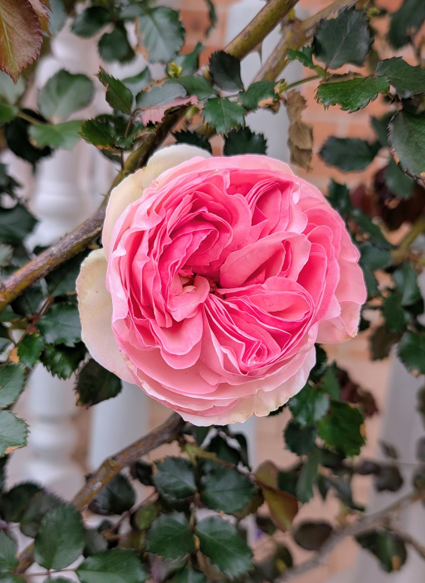 Strawberry Macaron Rose￼ (草莓杏仁饼玫瑰) 9b. Las Vegas. 04/13