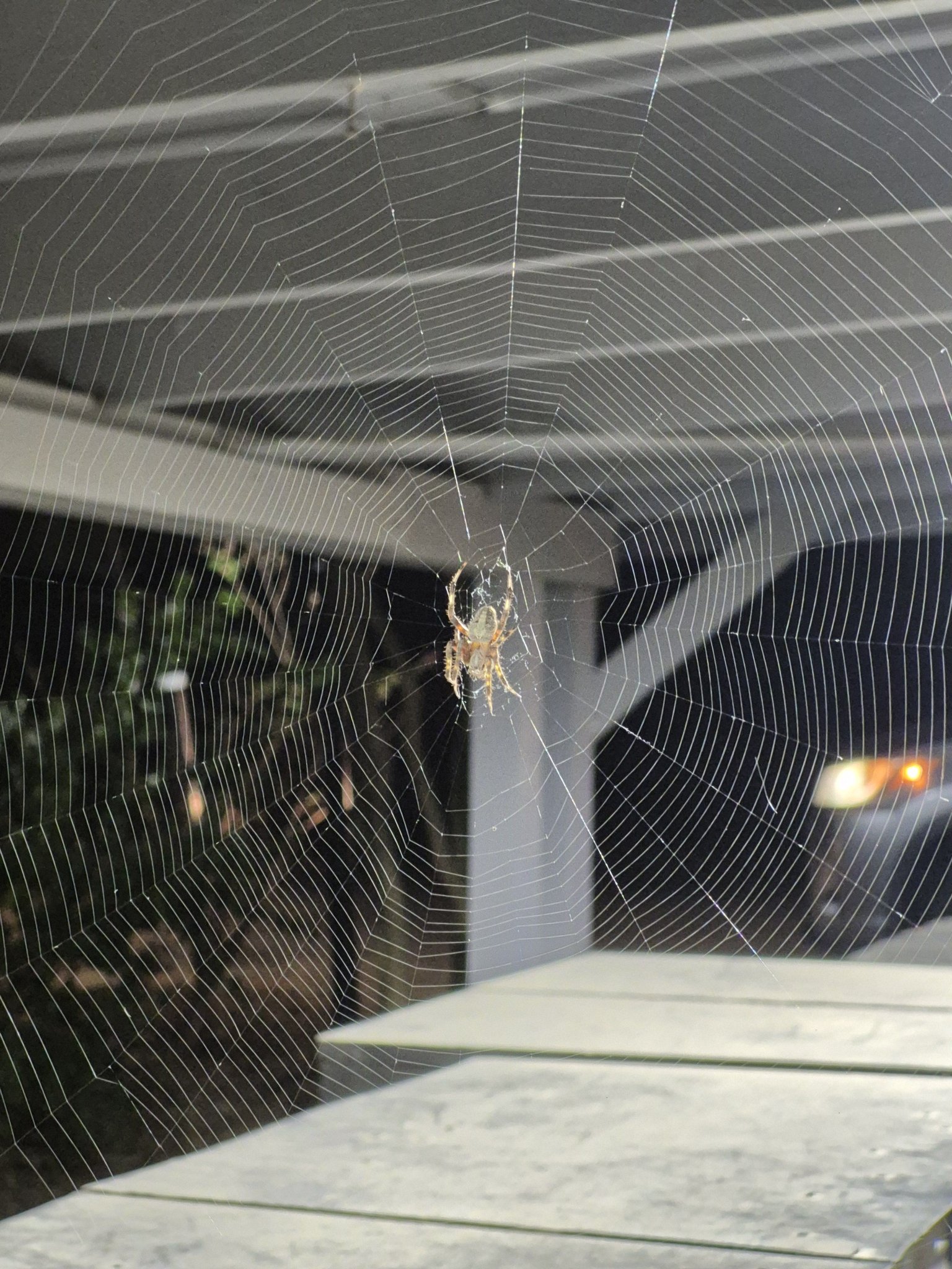 Intricate insect nest built at northwest Horn Lake, MS mailbox station