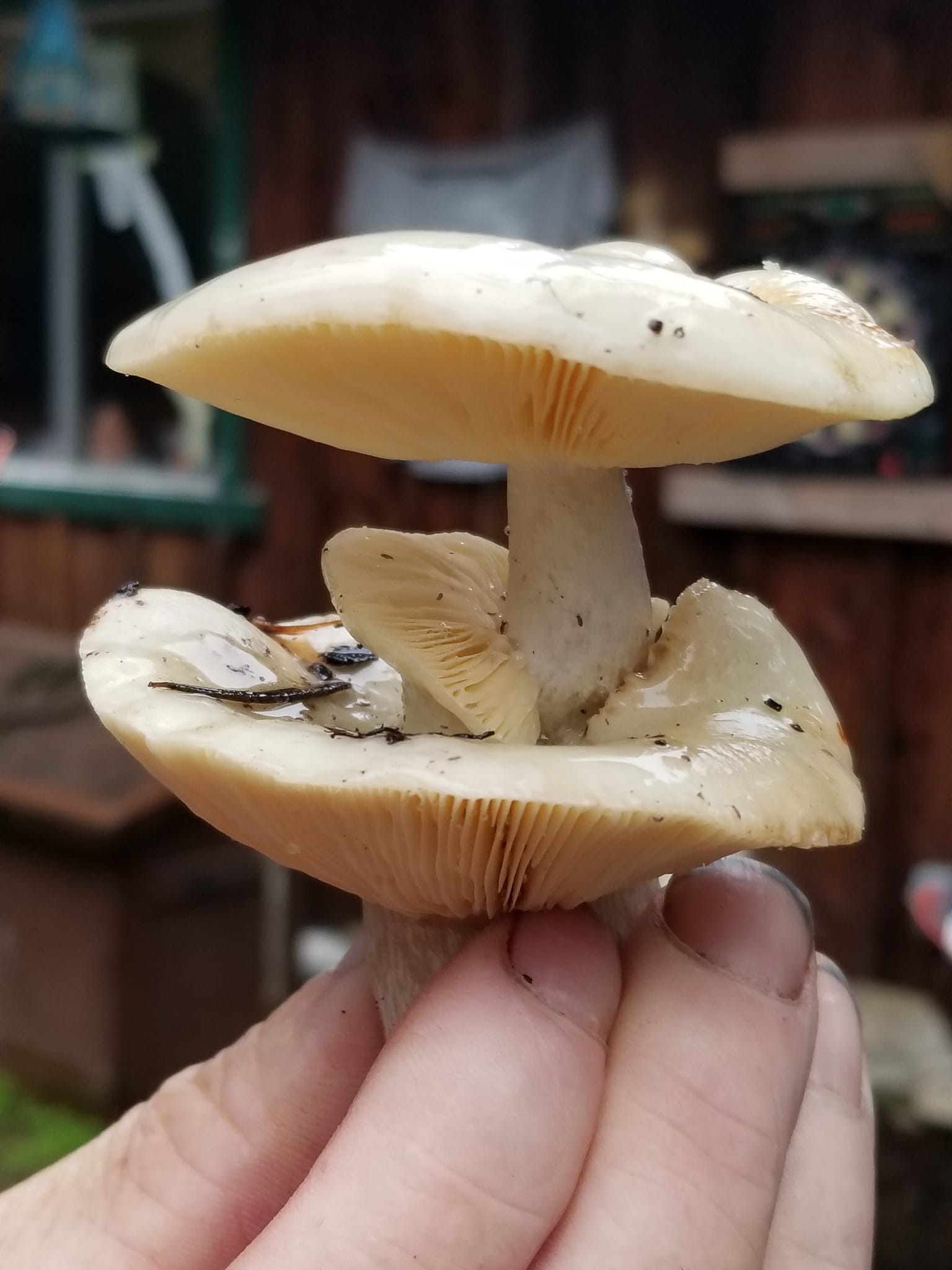 What species has a mushroom growing out of another mushroom?