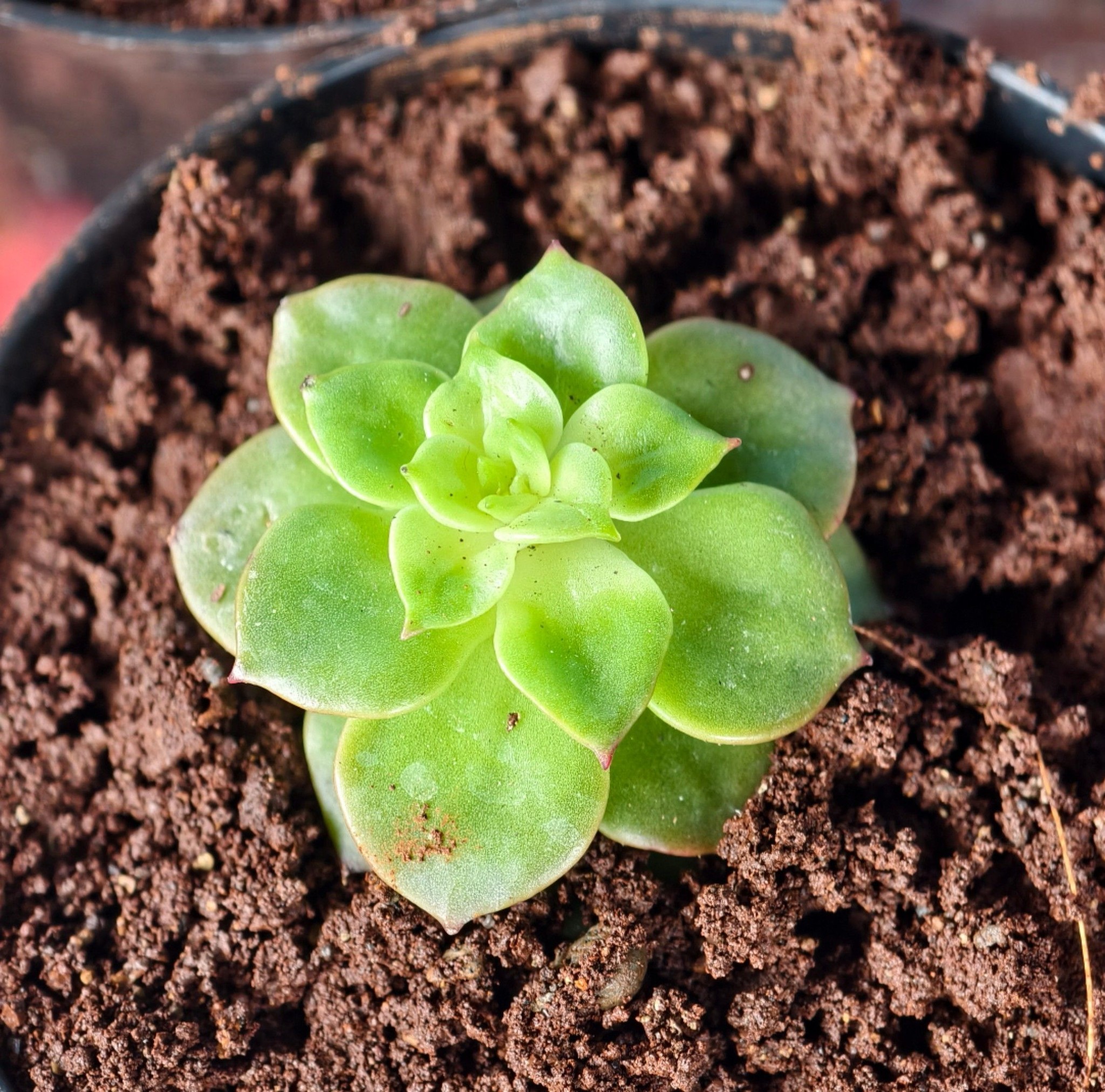 What cause my leafs agave rotten? | Facebook