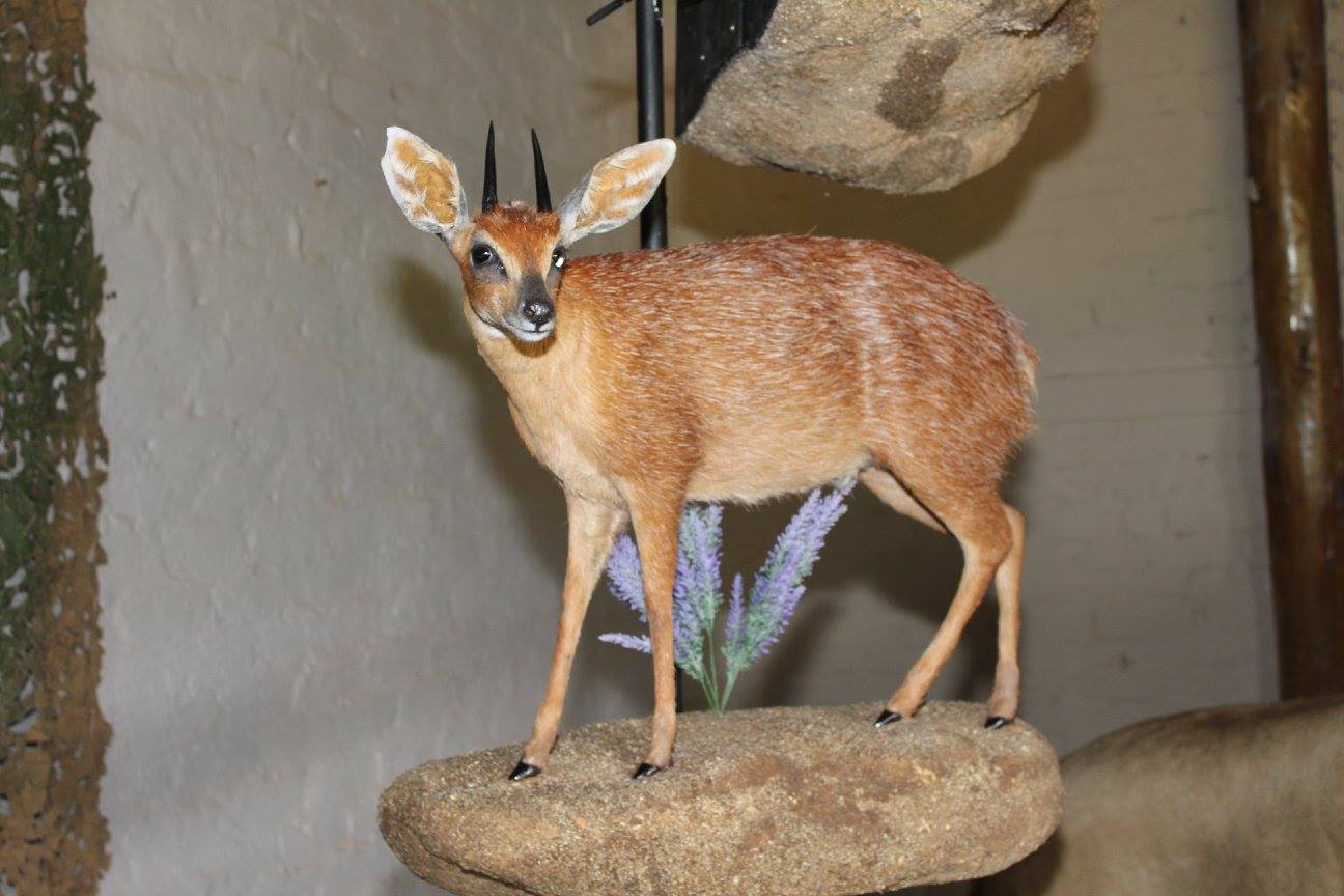Joe Regal Taxidermy | Odendaalrus
